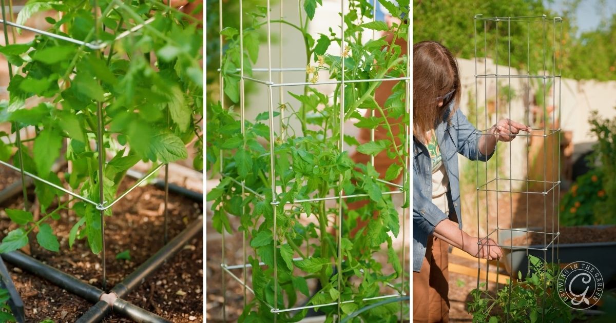 Provide support for tomatoes