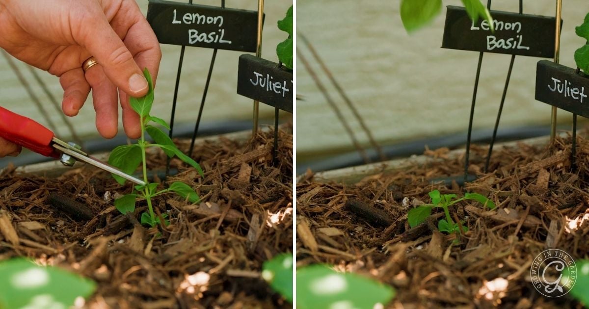 Prune basil