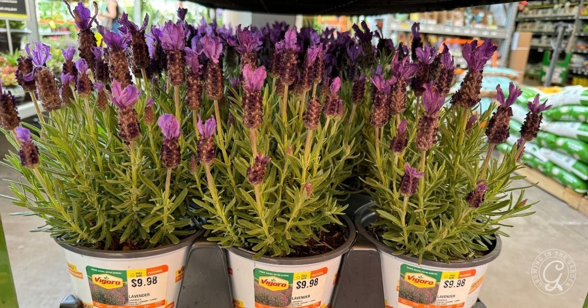 Spanish Lavender