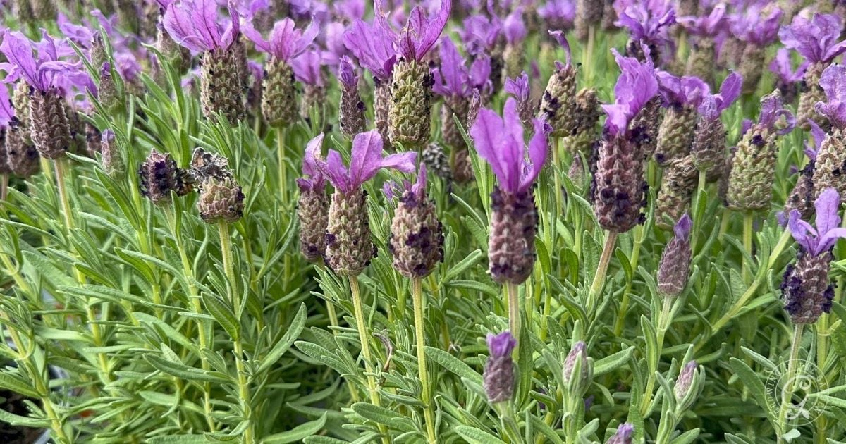 Spanish Lavender