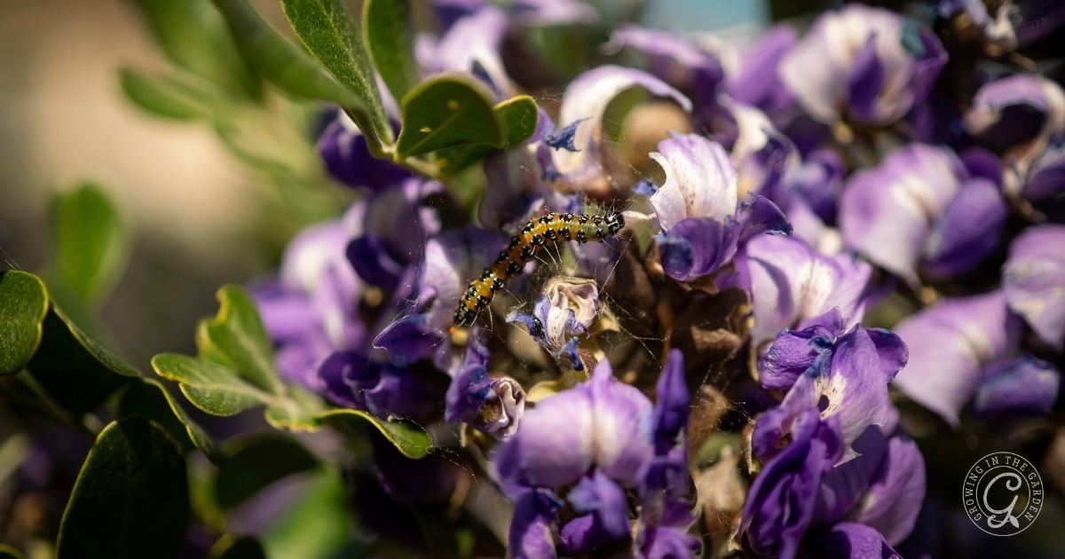 How to Grow Texas Mountain Laurel