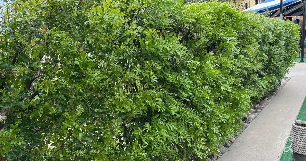 How to Grow Texas Mountain Laurel