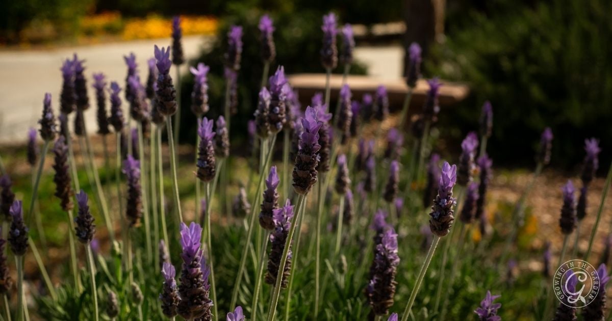 Lavender is a good companion plant for Texas Moutain Laurel