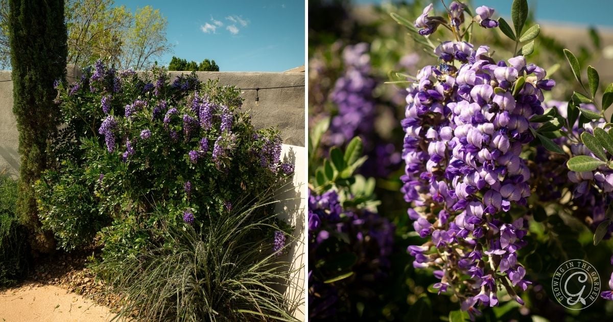 How to Grow Texas Mountain Laurel