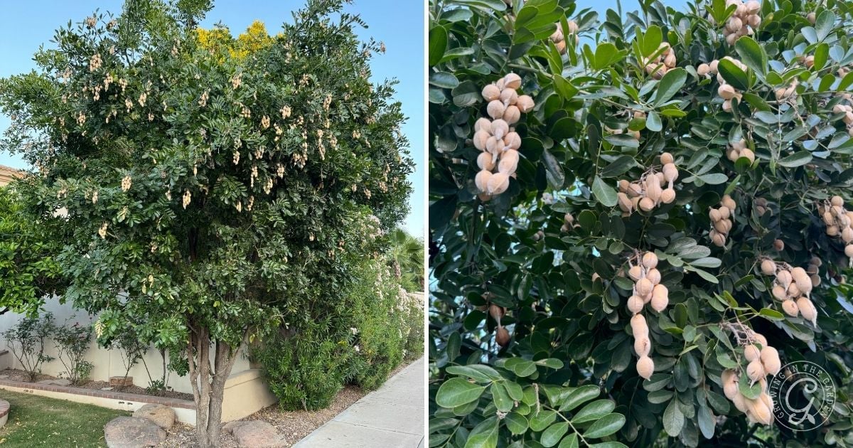 How to Grow Texas Mountain Laurel
