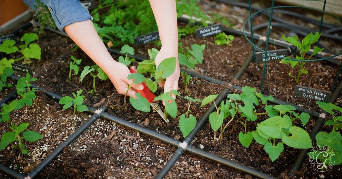 Thin seedlings and transplants