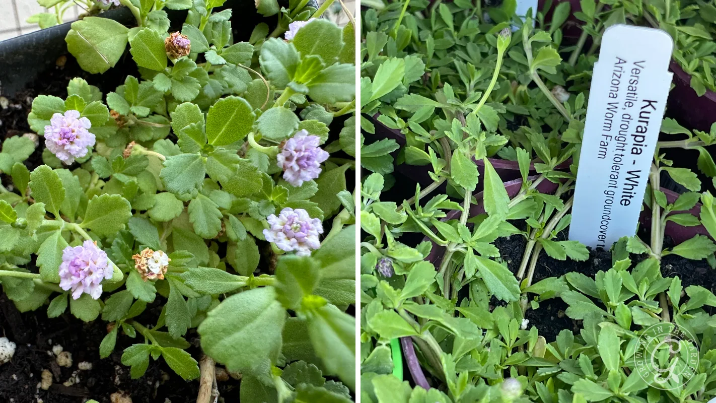Kumai White groundcover plant with green leaves and small purple flowers, and a label in the soil.