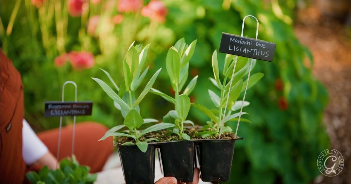 What to Plant in April in Arizona