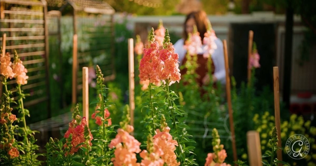 Tall pink and peach snapdragon flowers bloom in a sunlit garden—an inspiring choice for those wondering what to plant in April in Arizona. In the background, a person stands slightly out of focus among the greenery, enjoying the vibrant scene.