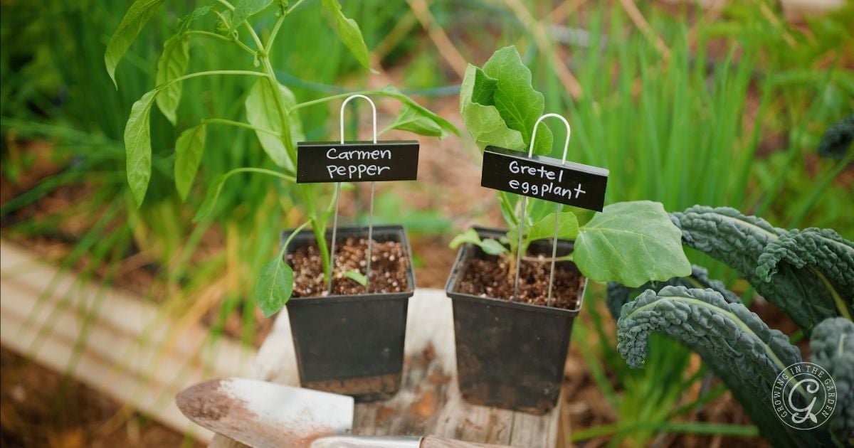 What to Plant in April in Arizona