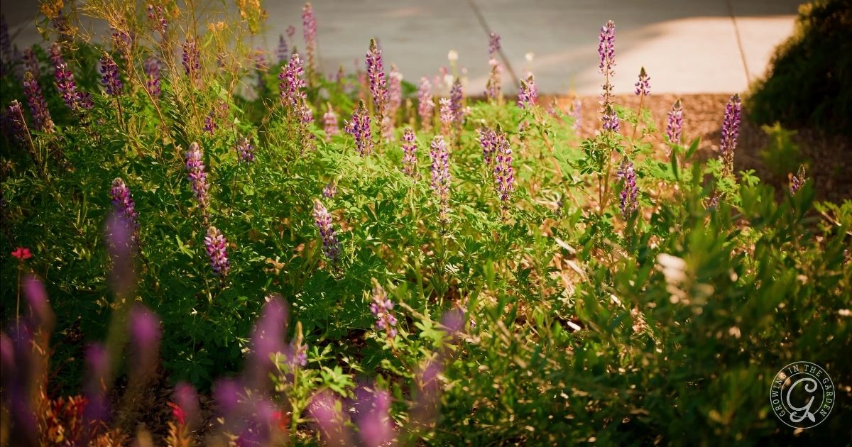 Wildflowers in my Arizona Garden in April