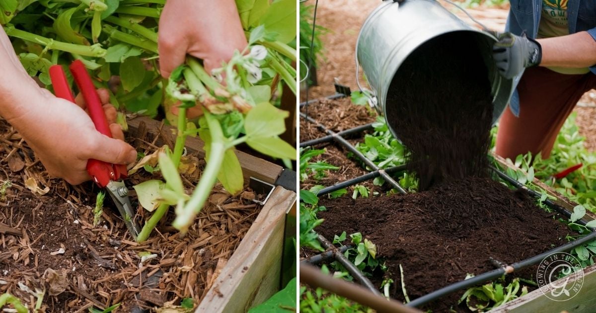 Left: Hands using garden shears to cut plants in a raised garden bed. Right: Person pouring compost or soil from a metal bucket onto a grid frame, preparing for growing fava beans in warm climates.
