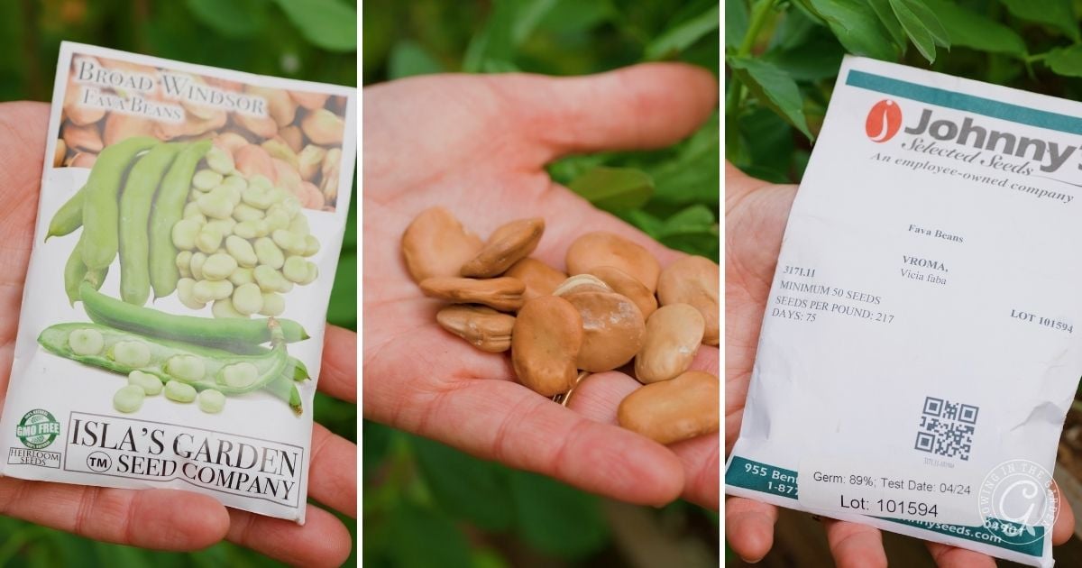 A collage shows a packet of broad Windsor fava bean seeds, a hand holding large fava beans, and the back of a seed packet with growing fava beans tips, all set against a leafy green background—ideal for those interested in fava beans in warm climates.