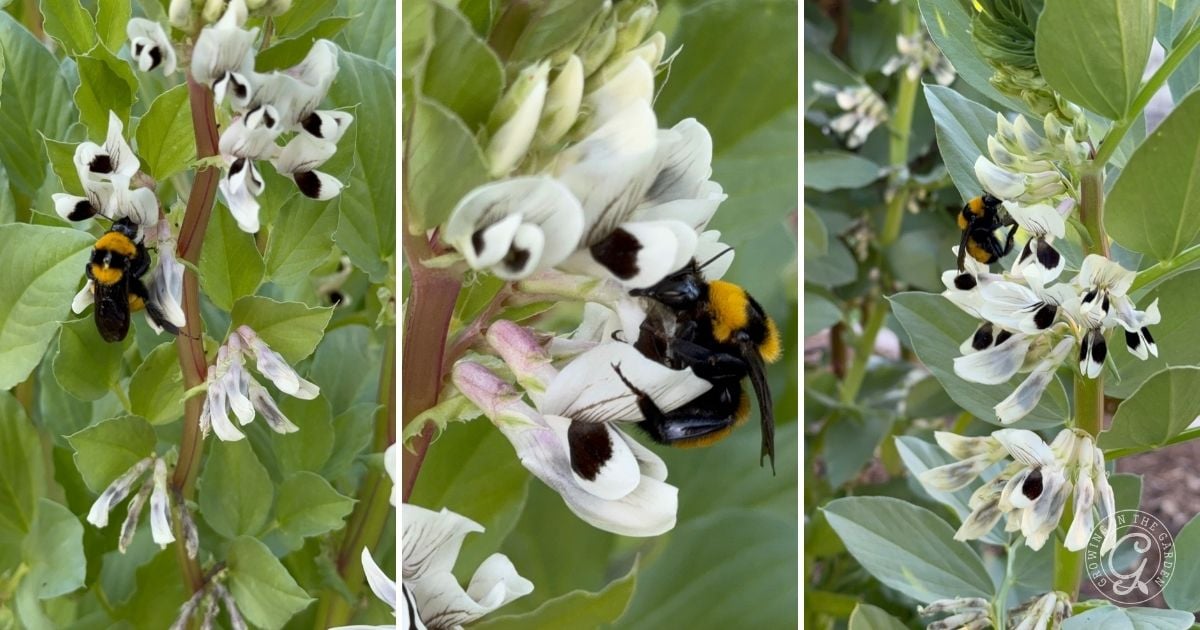 Three close-up images show a large bumblebee with a yellow and black body visiting clusters of white and black fava bean flowers on green leafy plants. The bee is collecting nectar, highlighting the benefits of growing fava beans in warm climates.