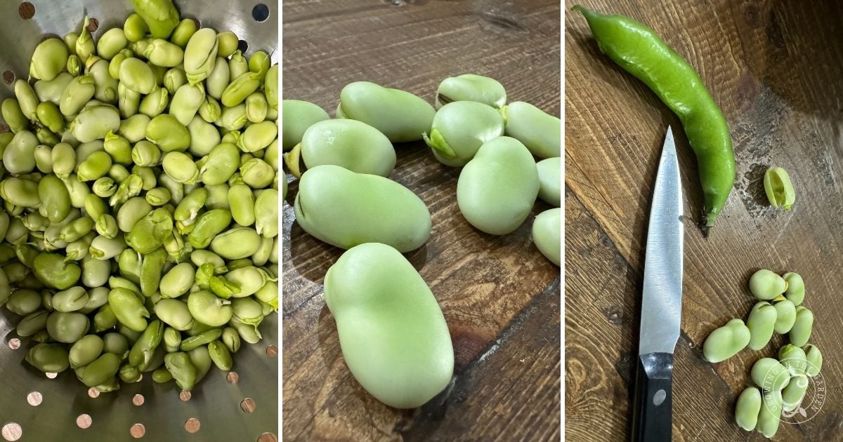 Three-panel image: Left, shelled fava beans in a colander; center, close-up of fava beans on a wooden surface; right, growing fava beans in warm climates—pod, beans, and knife on a wooden table.
