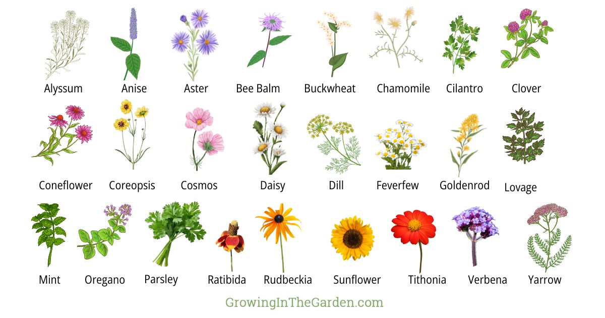 A chart showing illustrations of 24 different flowering herbs and plants, each labeled with its name&mdash;ideal to help you create an insectary border or choose the perfect plant for pollinators, including Alyssum, Anise, Bee Balm, Clover, and more.