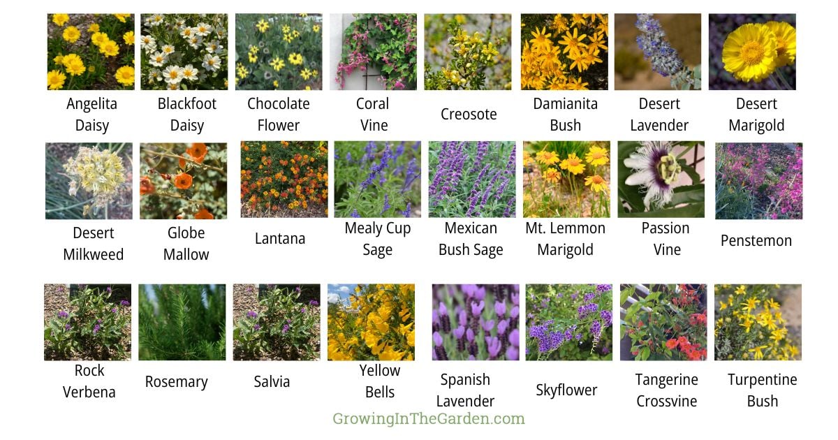 A grid of 24 labeled photos shows various flowering plants, including daisies, vines, sages, and more&mdash;ideal to plant for pollinators or to create an insectary border in your garden.