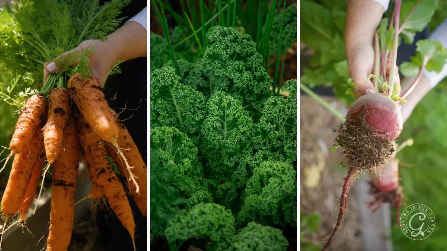 A hand holds carrots, curly kale grows in a garden, and a hand pulls a radish from soil.