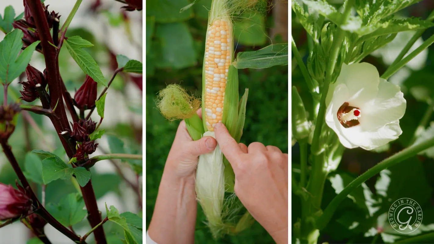 Three-panel image: red hibiscus pods, hands peeling corn, and white okra flower growing on plants.