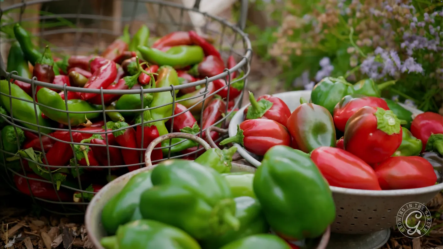 A wire basket and bowls filled with freshly harvested red and green peppers sit outdoors in a garden setting.