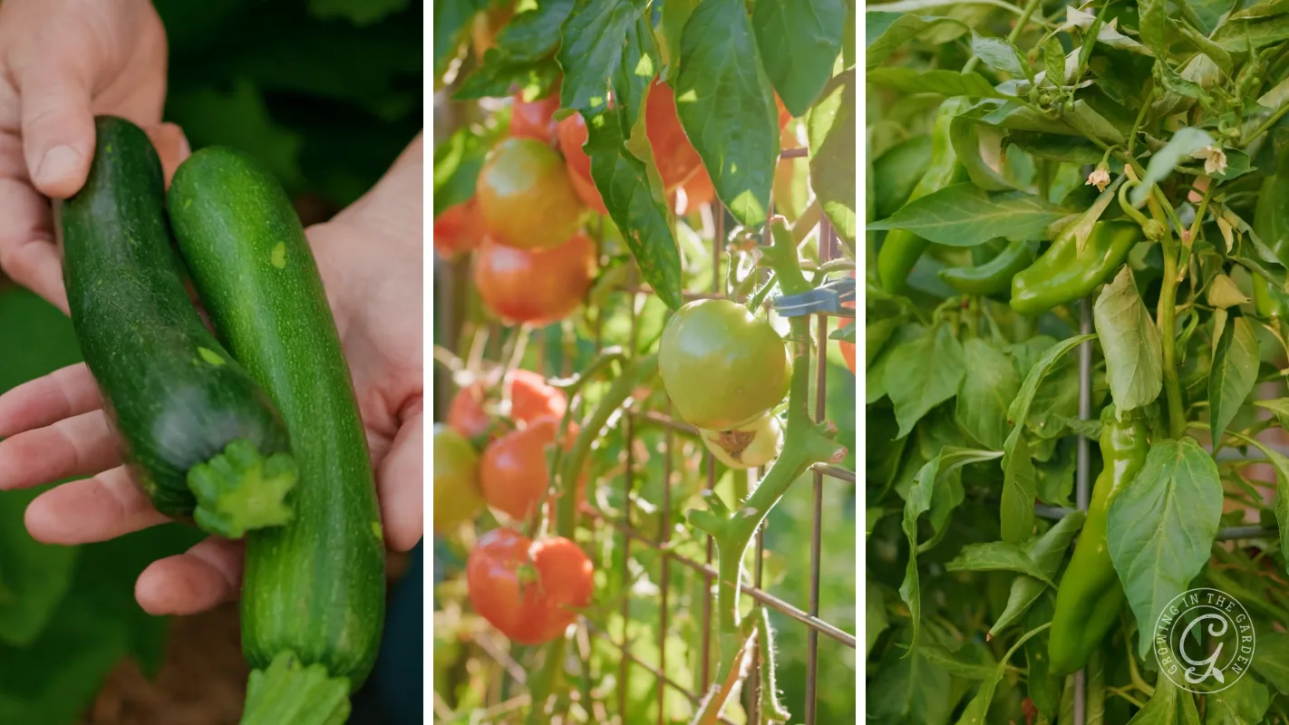 A hand holding zucchinis, ripe tomatoes on a vine, and green peppers growing on a plant.