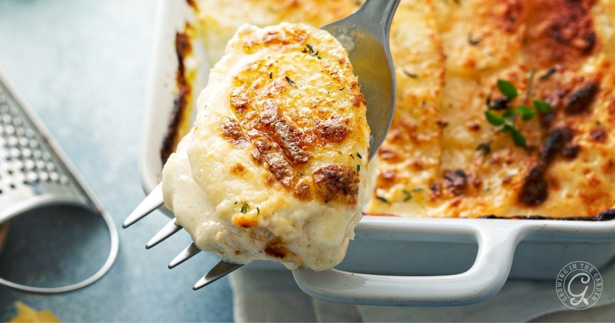 A close-up of a fork holding a cheesy slice of scalloped potatoes gratin, with a golden-brown crust, above a white baking dish filled with more gratin. A sprinkle of thyme and a metal grater are visible to the side.