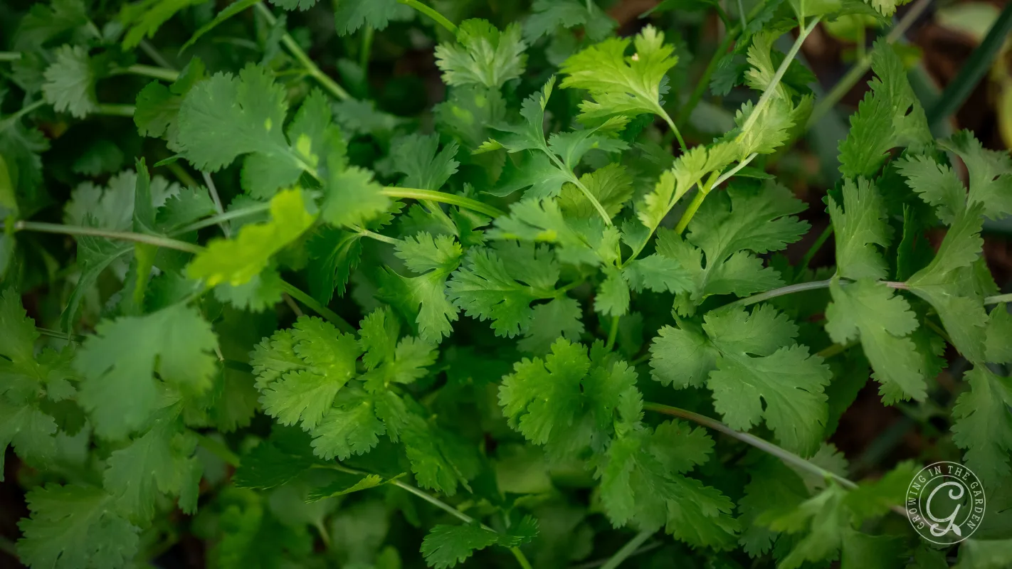 Close-up of fresh green cilantro leaves growing densely together.