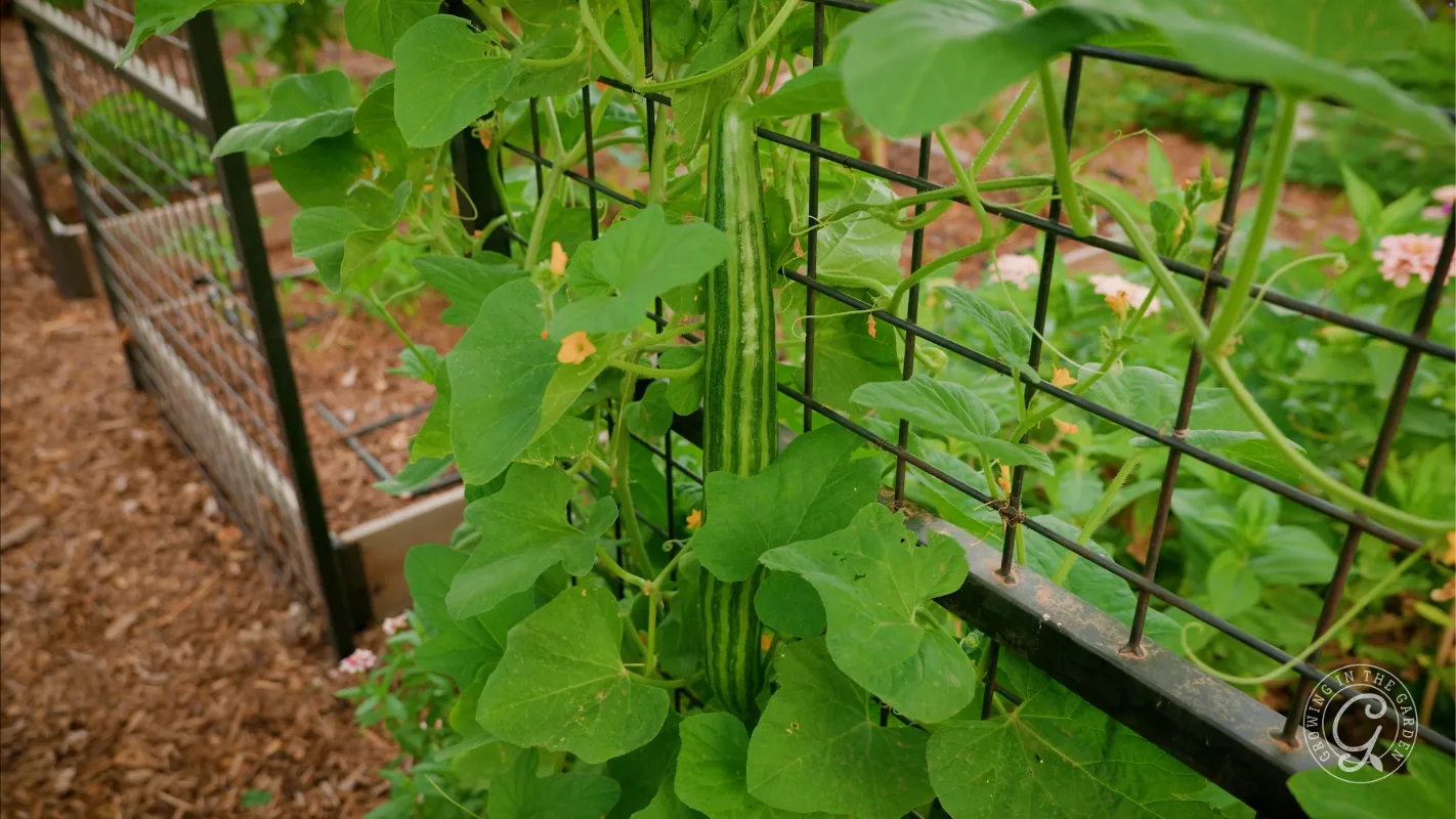 Green vines with broad leaves and yellow flowers climb a metal trellis in a garden.