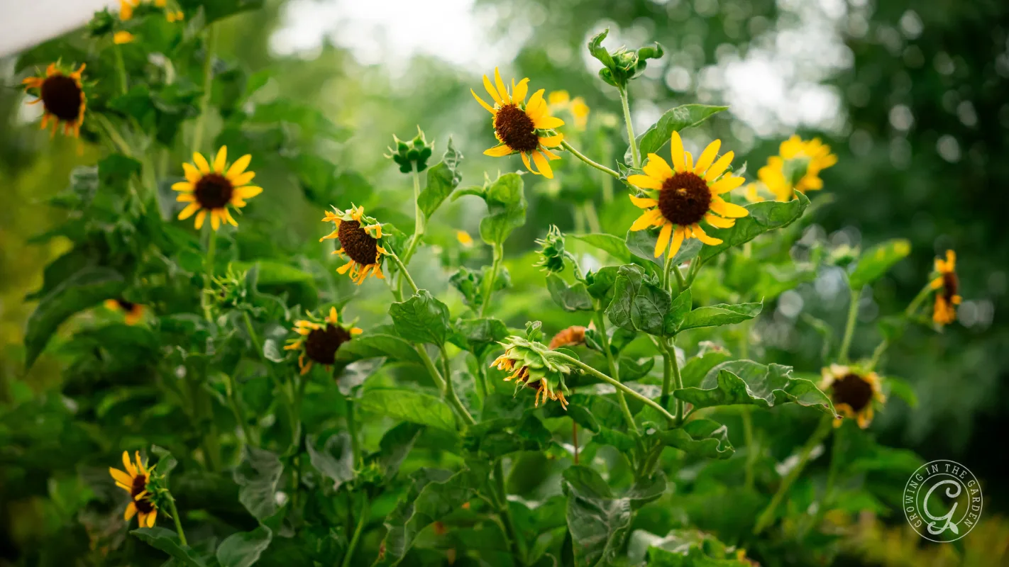 Sunflowers with yellow petals and green leaves blooming outdoors against a blurred background of greenery.
