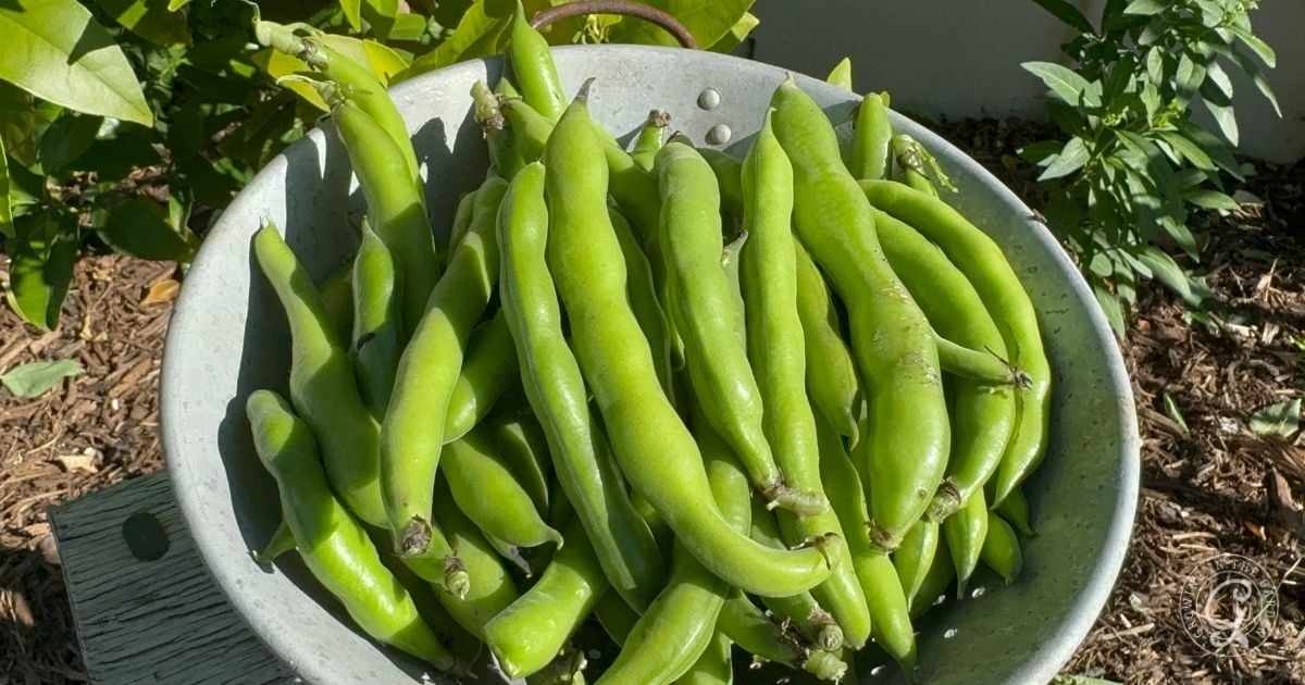 A metal colander filled with fresh, whole green fava bean pods sits outdoors on a bench—an inviting scene that highlights the joys of growing fava beans in warm climates, with garden plants and soil visible in the background.
