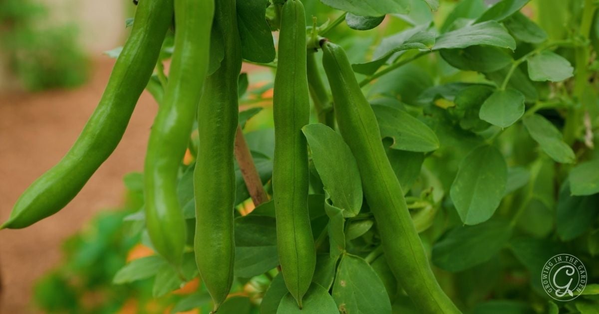 Several green fava bean pods hang from a leafy plant in a garden, showing the success of growing fava beans even in warm climates, with a blurred background of soil and other vegetation.