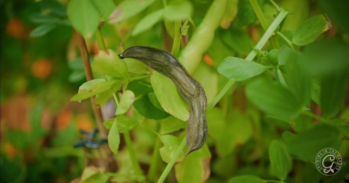 A green bean plant with one pod shriveled, dried, and turning brown among healthy green leaves—similar issues can occur when growing fava beans in warm climates, indicating a possible plant disease or pest problem.