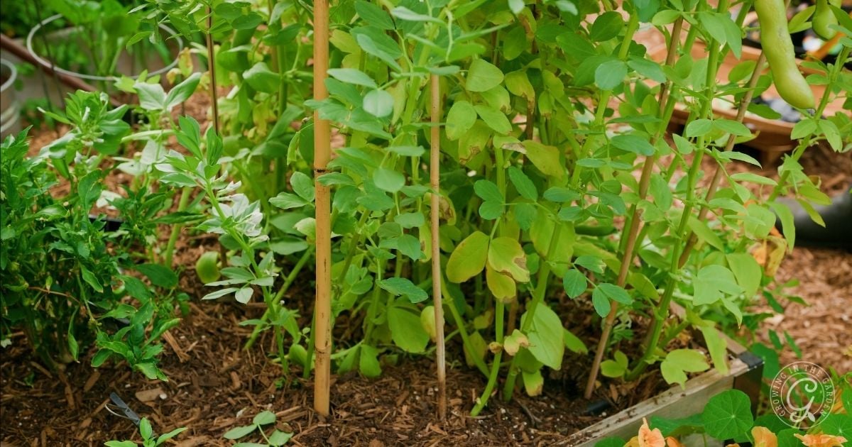 A close-up of a lush pea plant growing in a raised garden bed, supported by wooden stakes and surrounded by green foliage and mulch—ideal conditions also for growing fava beans in warm climates.