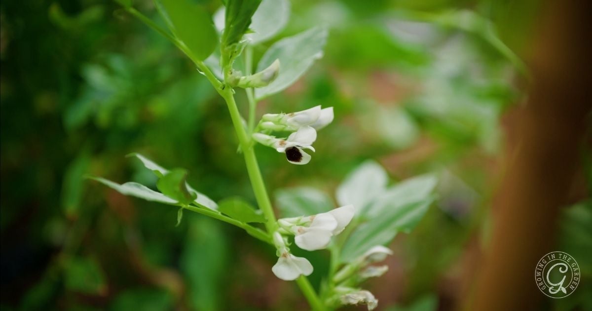 A close-up of a flowering plant with white blossoms and green leaves, set against a blurred green background. The focus is on a single stem showing delicate white flowers, ideal for those interested in growing fava beans in warm climates.