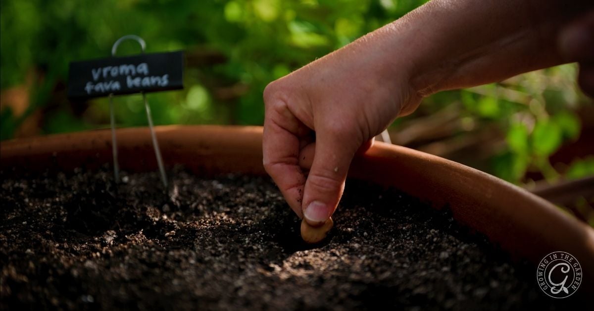 A hand planting a fava bean seed into dark soil in a large pot; a small sign labeled vroma fava beans is stuck in the soil, illustrating the process of growing fava beans, with green plants blurred in the background.