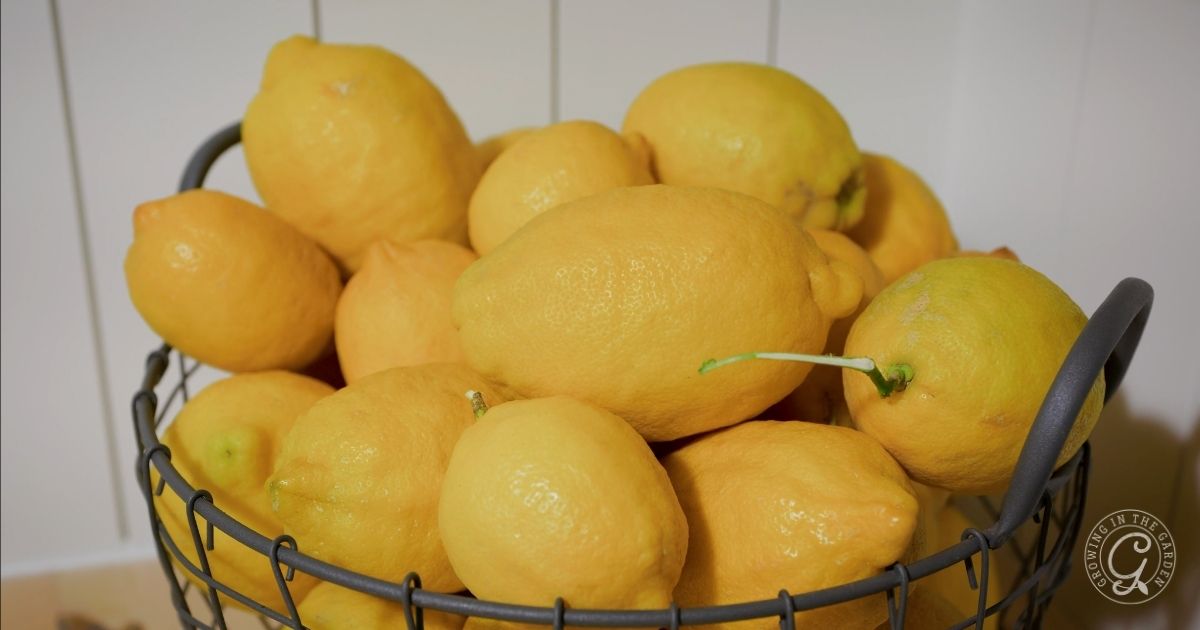 Homemade Lemonade Recipe & Freezing Tips