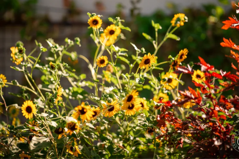 Which Vegetables Need Shade (and Which Thrive in Full Sun) featured image