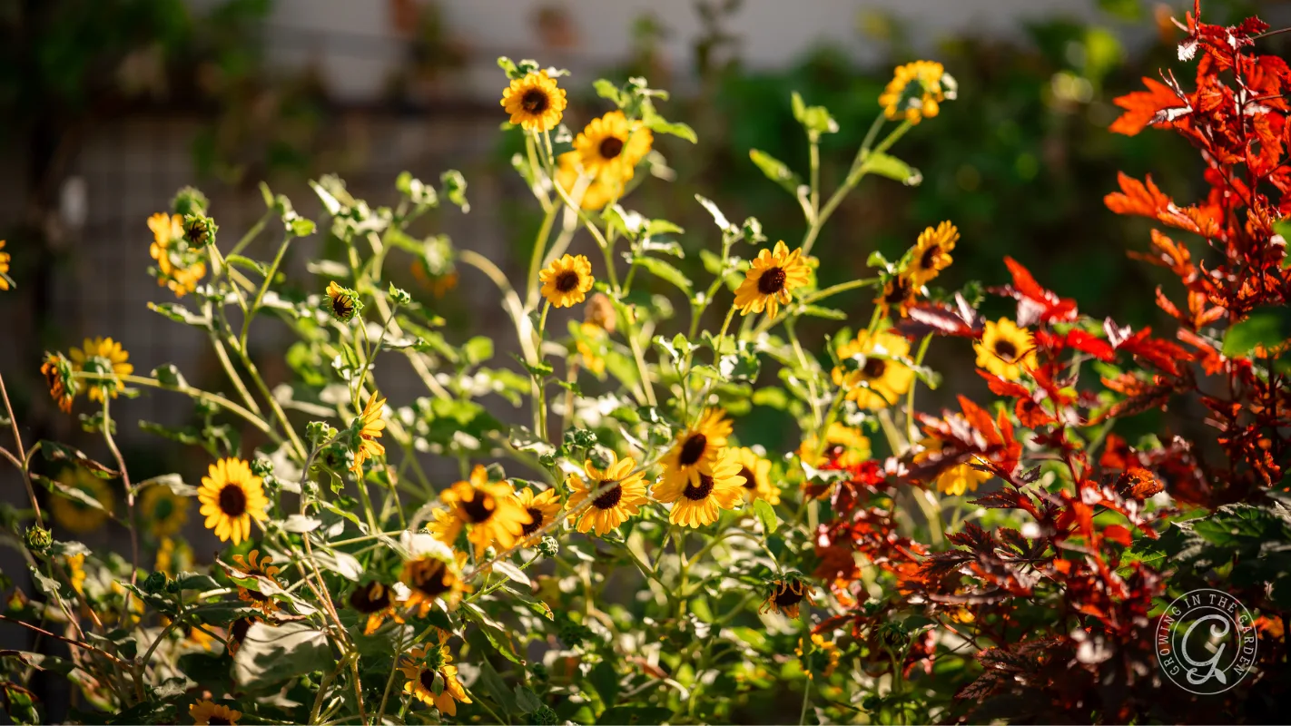 Yellow sunflowers and red foliage in bright sunlight, with a blurred background of greenery and a wall.