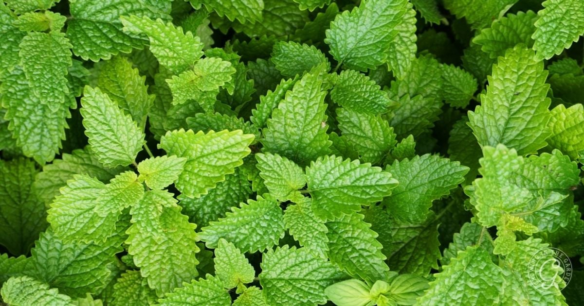 Close-up of vibrant green mint leaves with serrated edges, densely packed together, showing healthy growth and lush foliage.
