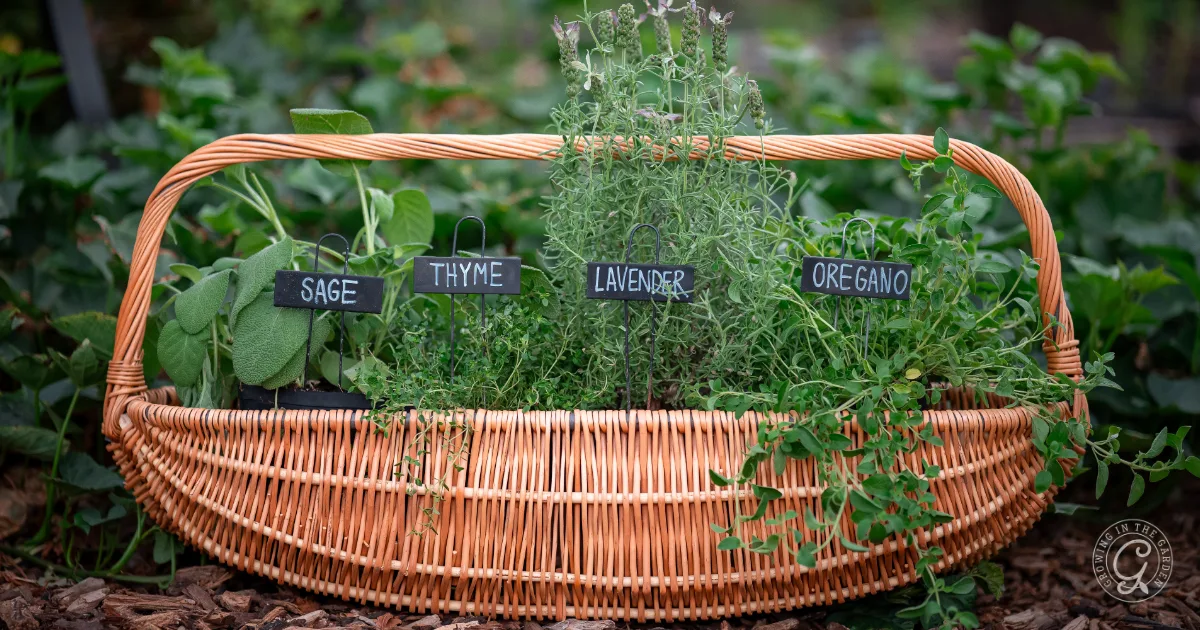 A wicker basket holds sage, thyme, lavender, and oregano plants with labeled signs in a garden.