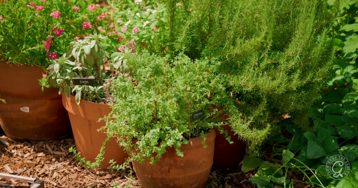 Potted herbs and flowering plants growing in a garden with mulch on the ground.
