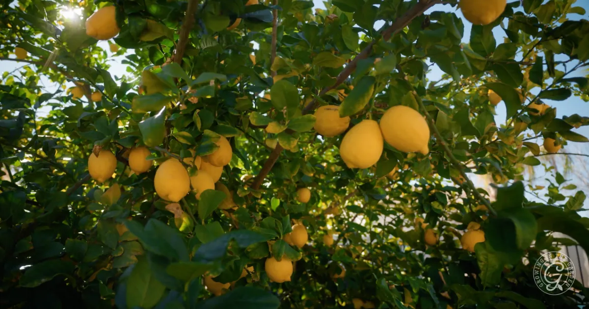 Bright yellow lemons hanging from green leafy branches on a lemon tree under sunlight.