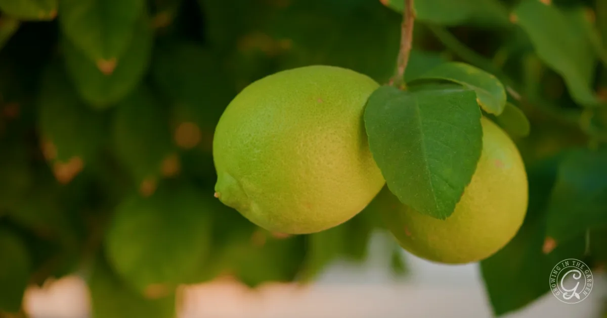Two green lemons hanging from a branch with green leaves in the background.