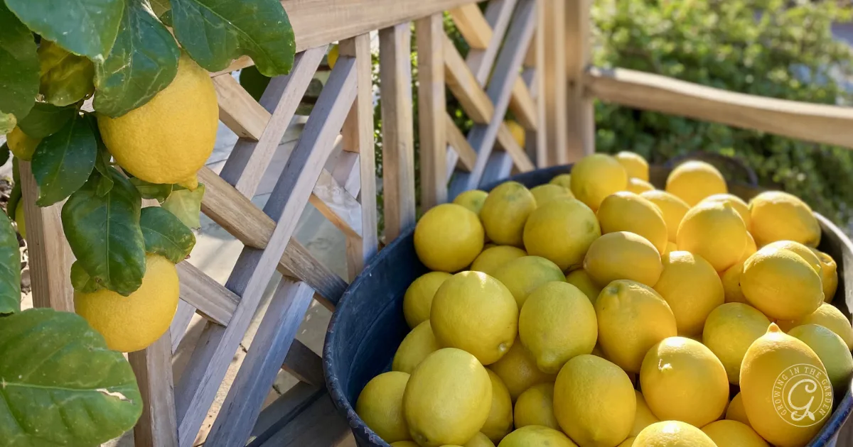 A basket full of lemons sits next to a wooden trellis with lemons growing on a branch.