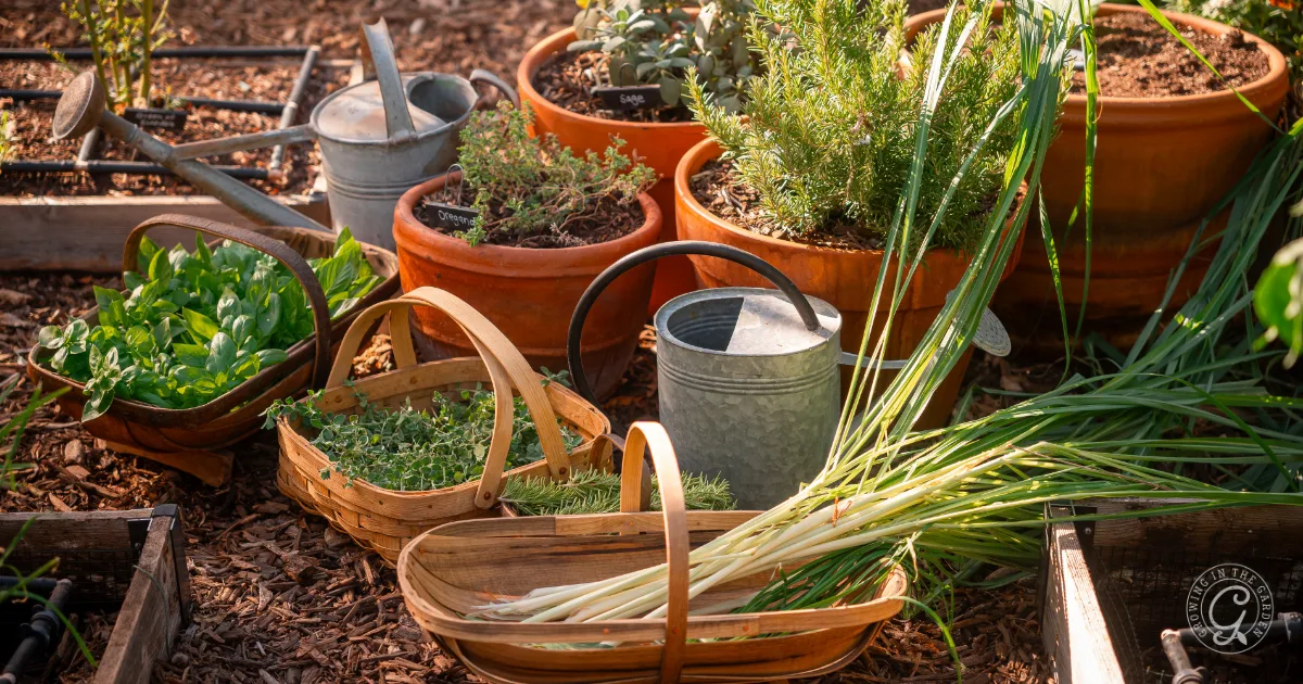 Baskets of harvested herbs, pots of plants, and watering cans arranged in a sunny garden.