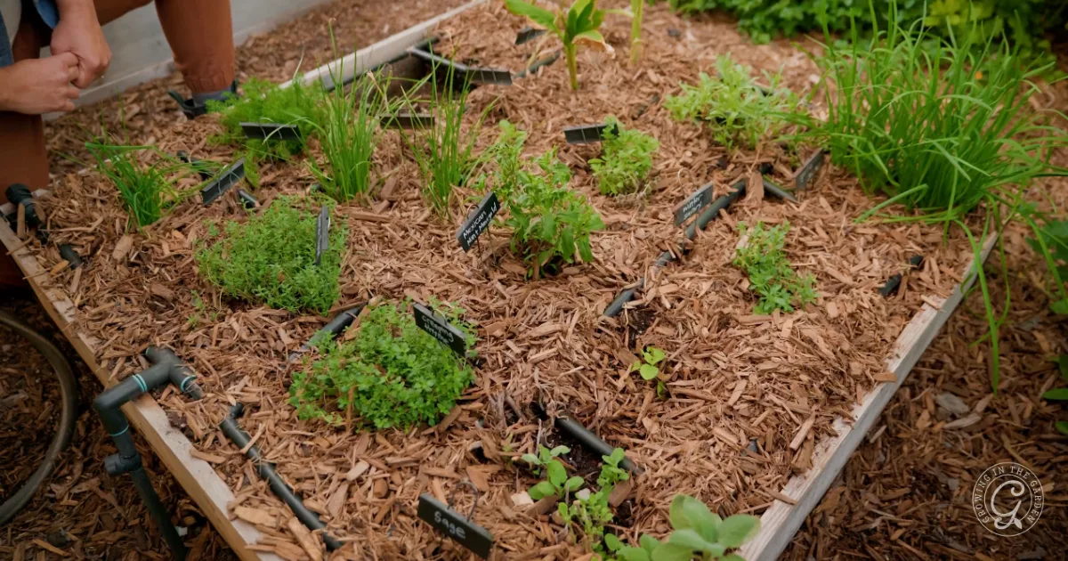 A raised garden bed with various labeled herbs and plants growing in mulched soil.