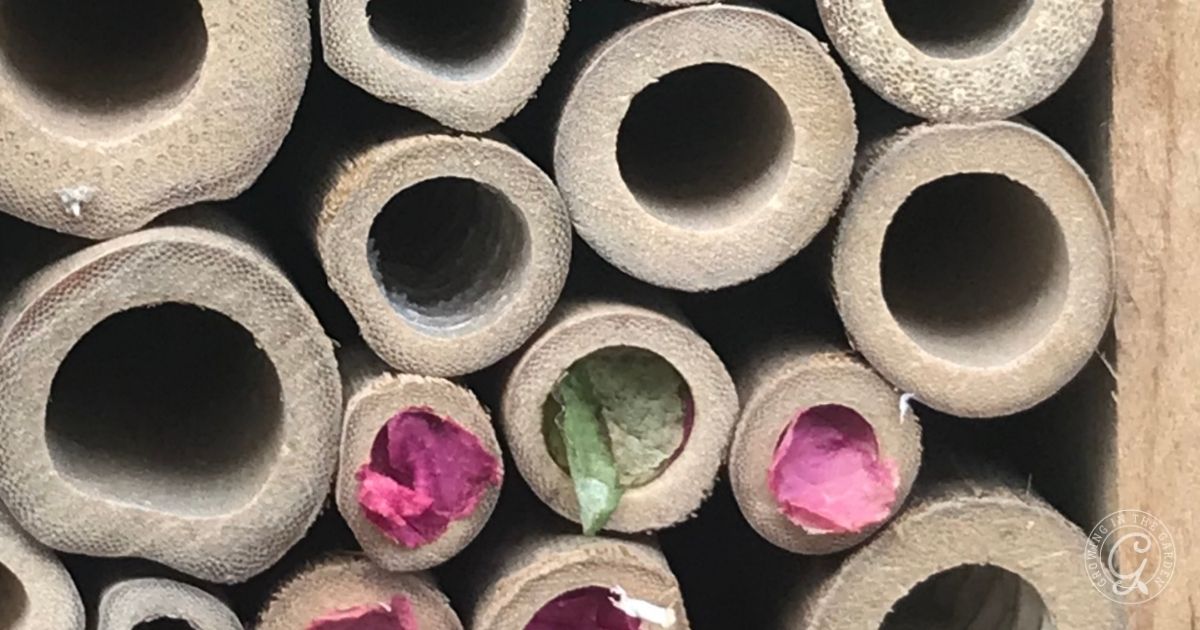 Close-up of hollow bamboo tubes, some filled with dried pink flower petals and green leaves, arranged tightly together&mdash;ideal to create insectary border habitats or plant for pollinators, forming a vibrant pattern of circular openings.
