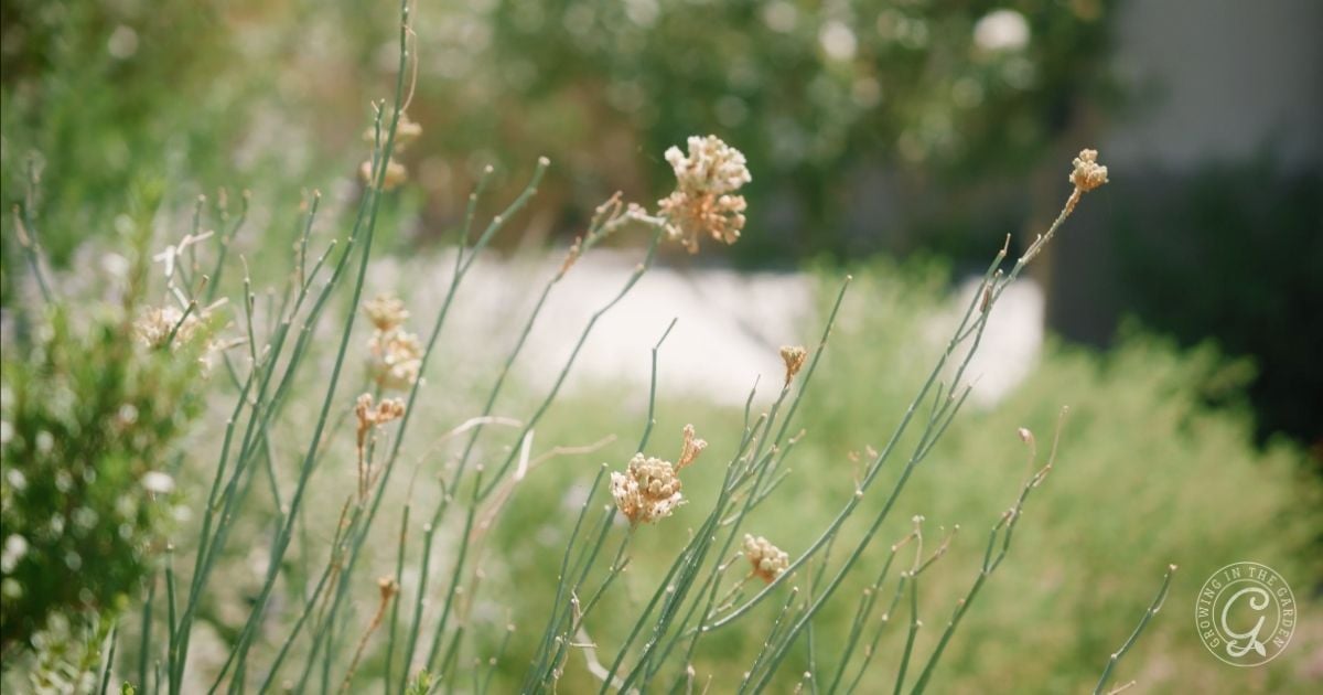 Thin green stems with small, dried, cream-colored flowers are in focus, set against a blurred background of greenery and sunlight&mdash;an ideal plant for pollinators that can help create an insectary border in your garden.