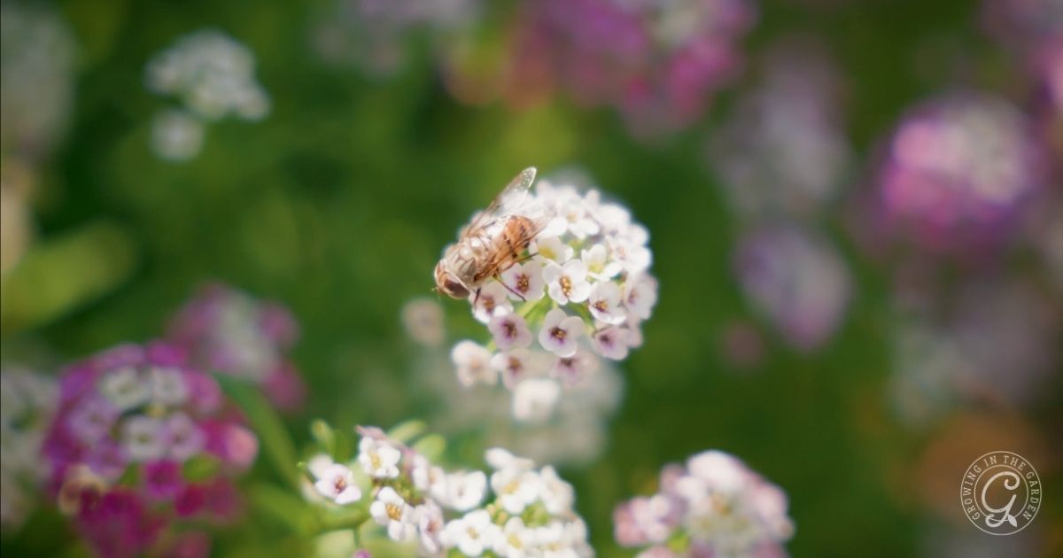 A bee is perched on a cluster of small white flowers, surrounded by blurred green and purple foliage&mdash;a beautiful example of how to create an insectary border or choose a plant for pollinators in your garden.