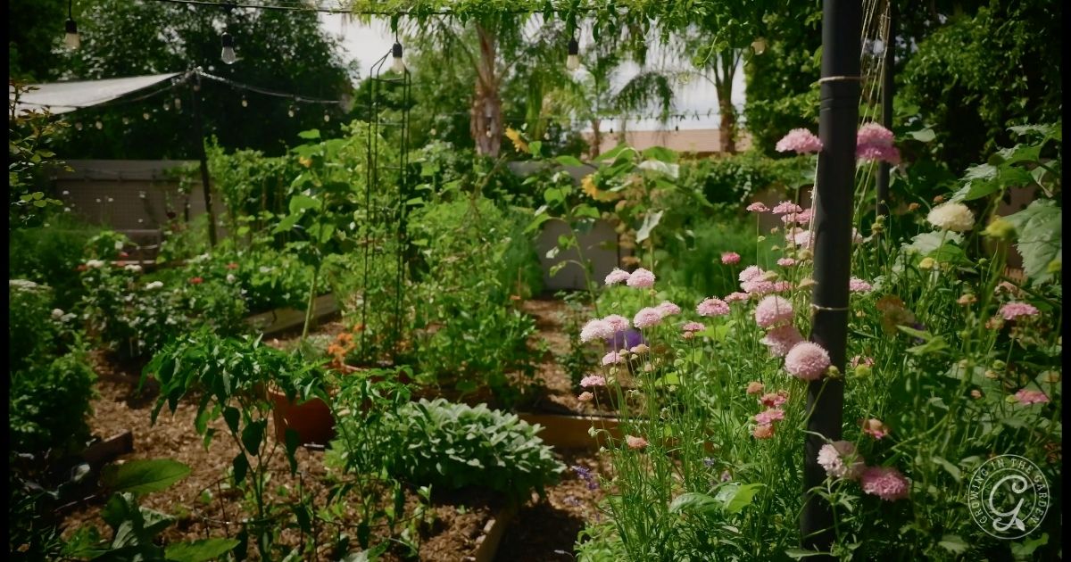 A lush vegetable and flower garden with raised beds, green plants, and blooming pink and white flowers. Trees and string lights are visible in the background&mdash;perfect to create an insectary border and plant for pollinators on a sunny day.